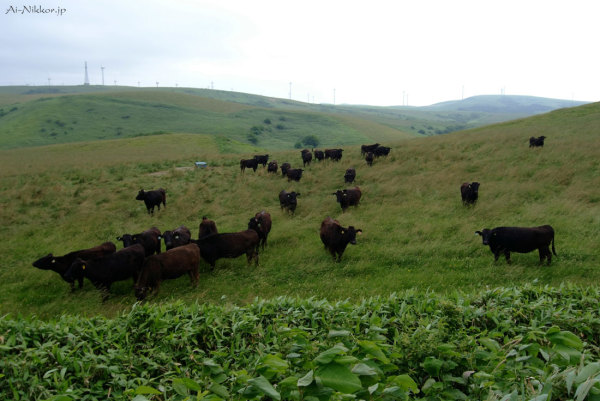20110730_DSF5768_1.jpg