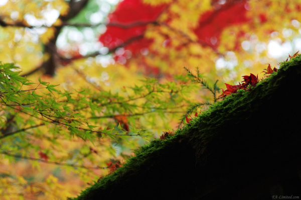 tak0911_kyoto03.jpg tak0911_kyoto03.jpg