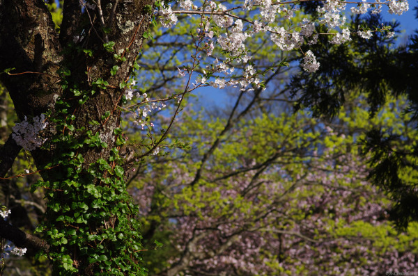 tak1204_Daisen05.jpg