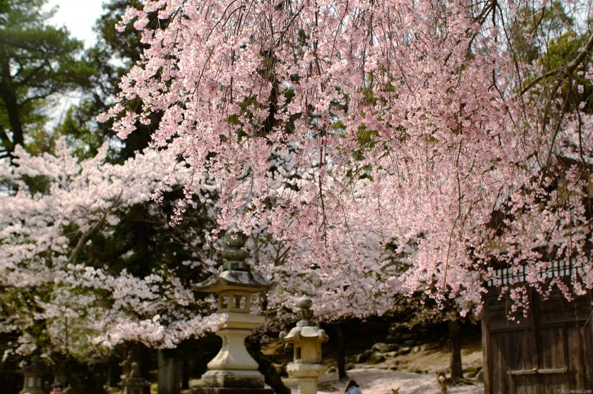 tak1504_Miyajima01.jpg tak1504_Miyajima01.jpg