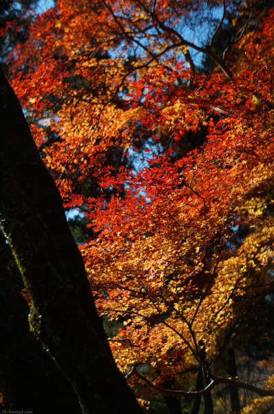 201311_murouji_02.jpg 201311_murouji_02.jpg