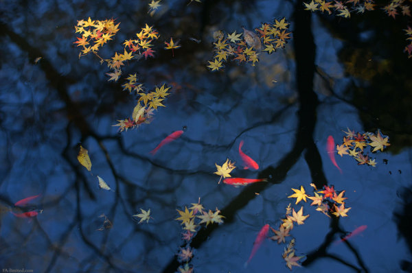 201311_murouji_04.jpg 201311_murouji_04.jpg