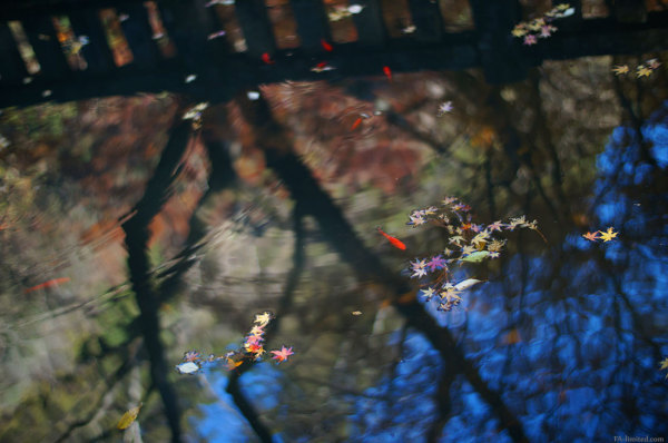 201311_murouji_05.jpg 201311_murouji_05.jpg