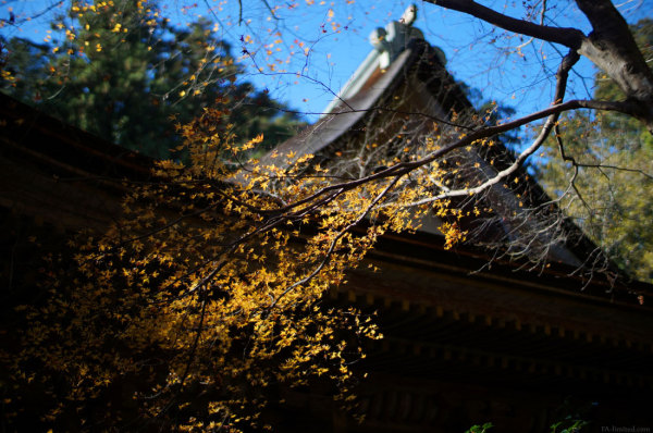 201311_murouji_08.jpg 201311_murouji_08.jpg